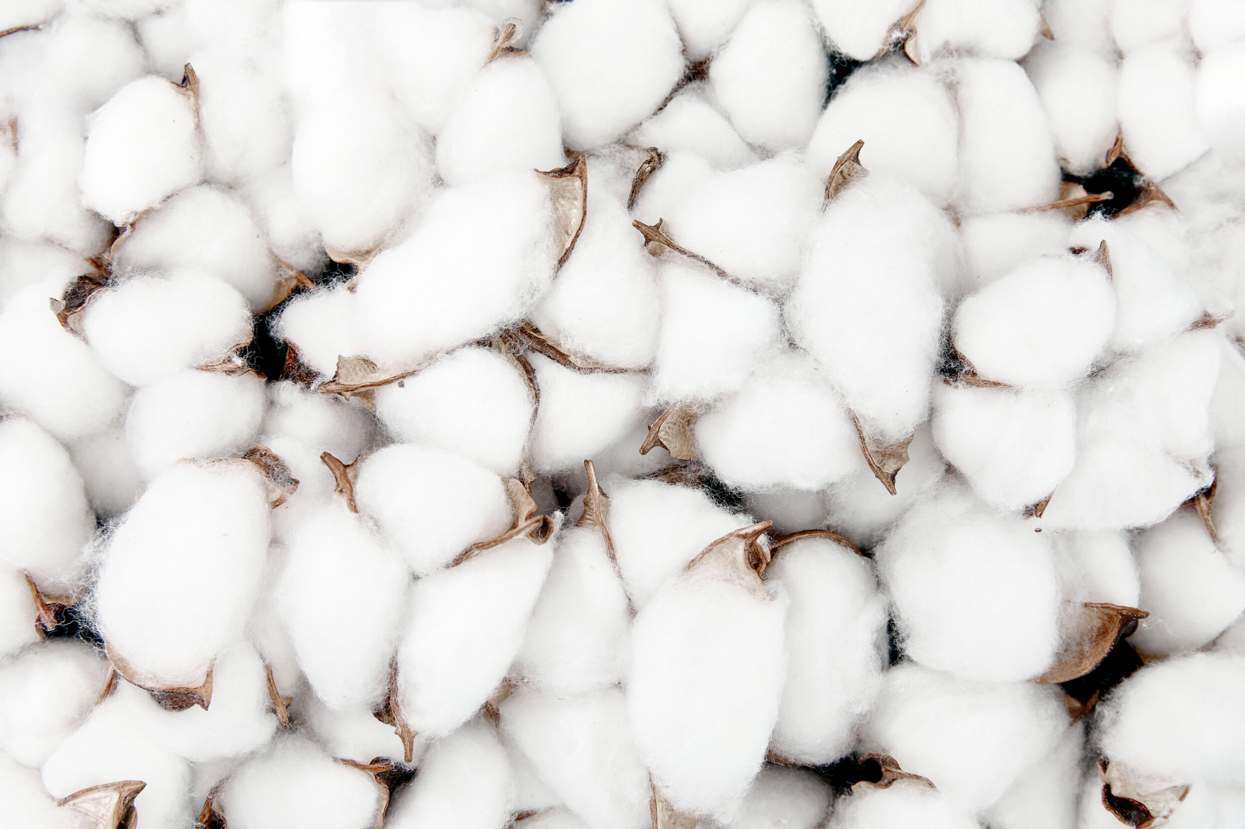brazilian-cotton-to-be-promoted-in-india--other-countries-2024-thumbnail